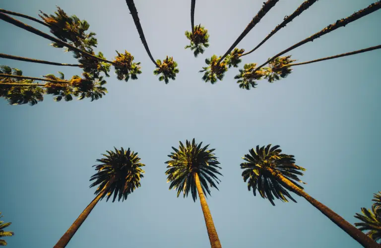 Miami_header_palmtrees1